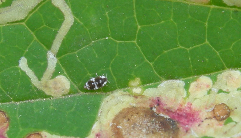 Coniopterygidae: Semidalis aleyrodiformis