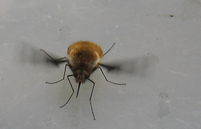 Bombylius major ♂ (Bombyliidae)