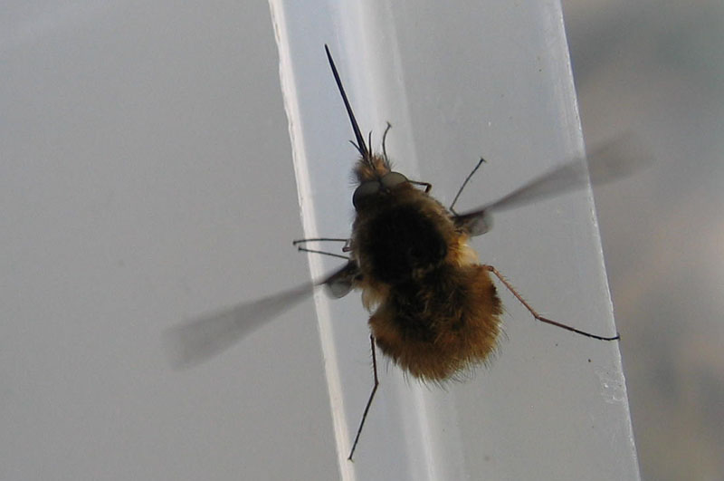 Bombylius major ♂ (Bombyliidae)