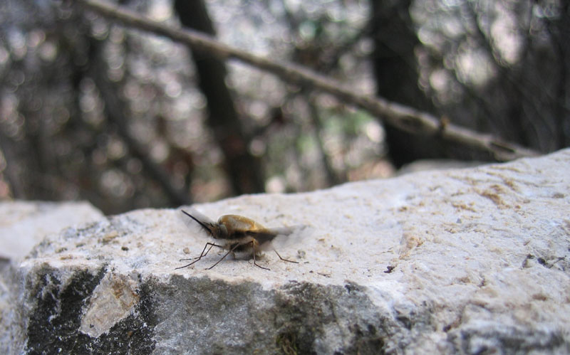 Bombylius major ♂ (Bombyliidae)