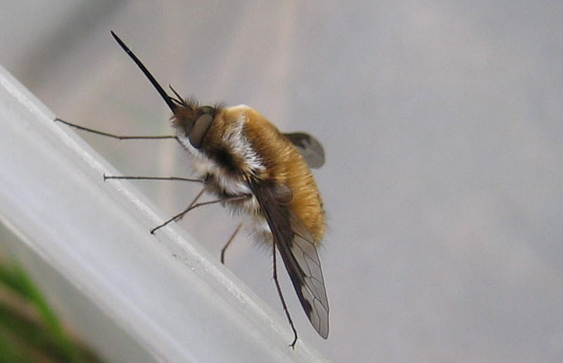 Bombylius major ♂ (Bombyliidae)