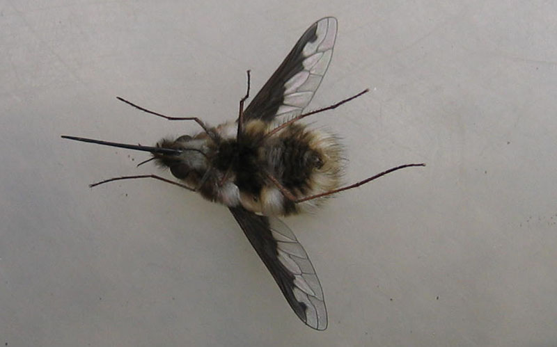 Bombylius major ♂ (Bombyliidae)