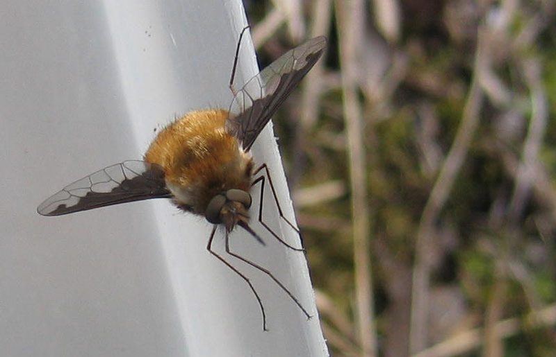 Bombylius major ♂ (Bombyliidae)