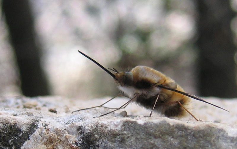 Bombylius major ♂ (Bombyliidae)