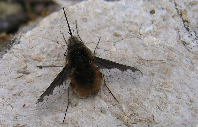 Bombylius major ♂ (Bombyliidae)