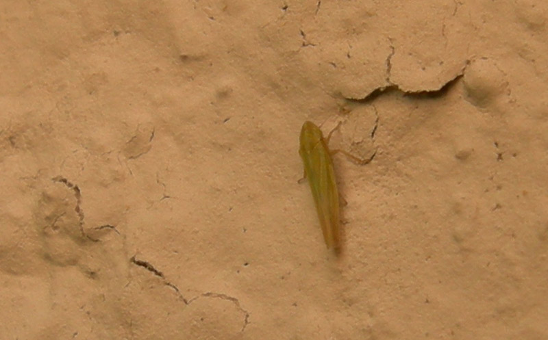 Cicadellidae......da determinare