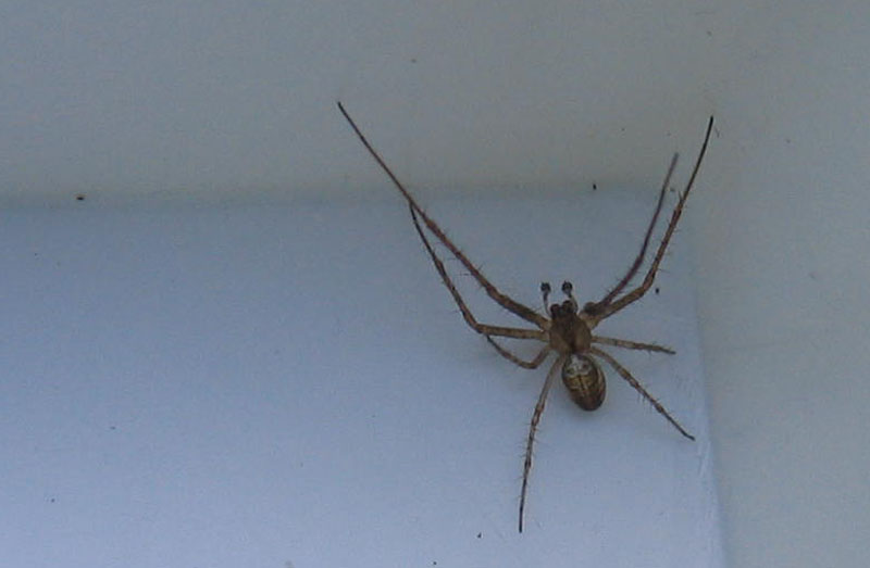 Metellina sp.