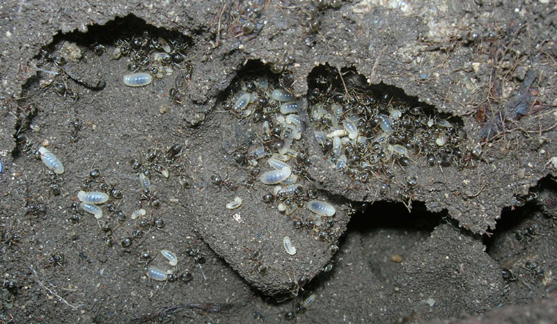 Lasius sp.