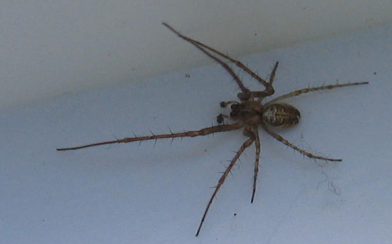 Metellina sp.