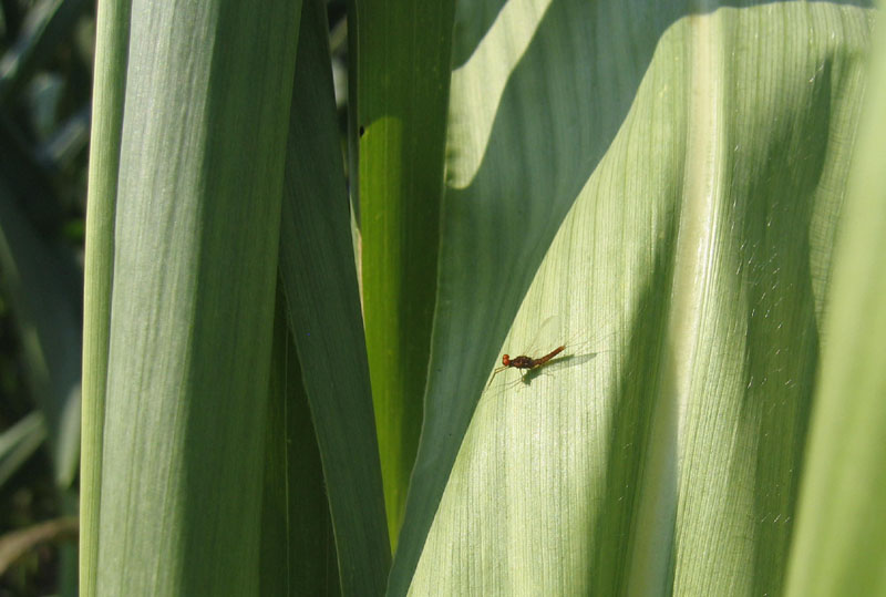 maschio di Serratella ignita - Ephemerellidae - Ravina (TN)
