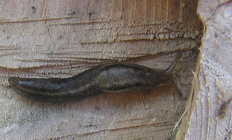Lehmannia da Caldonazzo (TN)