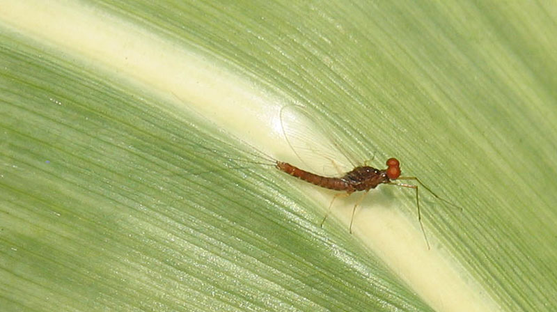 maschio di Serratella ignita - Ephemerellidae - Ravina (TN)