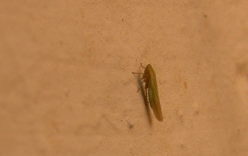 Cicadellidae......da determinare