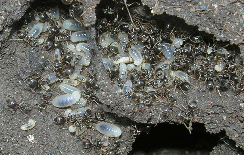 Lasius sp.
