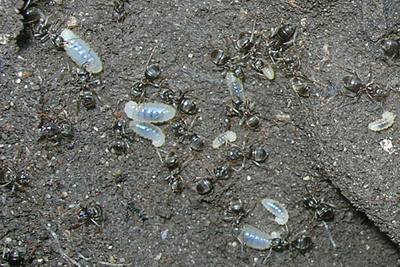 Lasius sp.