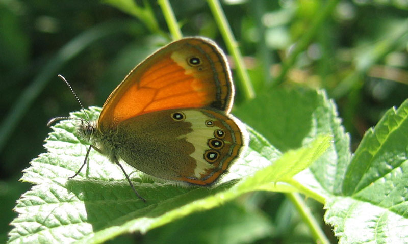 Coenonympha arcania - Nymphalidae Satyrinae...... (TN)
