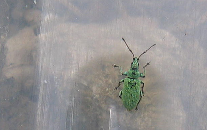 Curculionidae: Phyllobius cfr. maculicornis