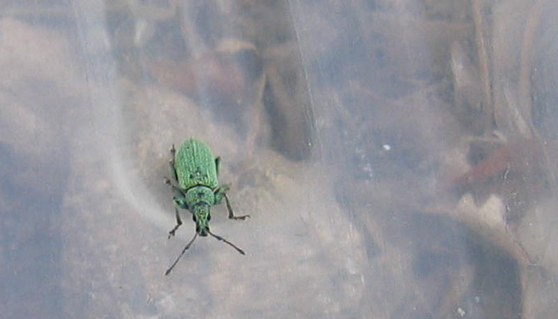 Curculionidae: Phyllobius cfr. maculicornis