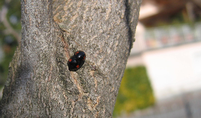 Exochomus quadripustulatus, Coccinellidae