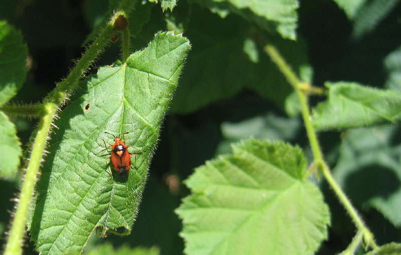 Miridae: Deraeocoris ruber di Caldonazzo (TN)