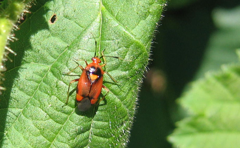 Miridae: Deraeocoris ruber di Caldonazzo (TN)