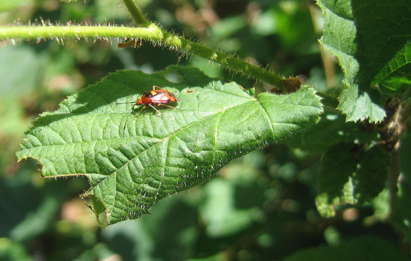 Miridae: Deraeocoris ruber di Caldonazzo (TN)