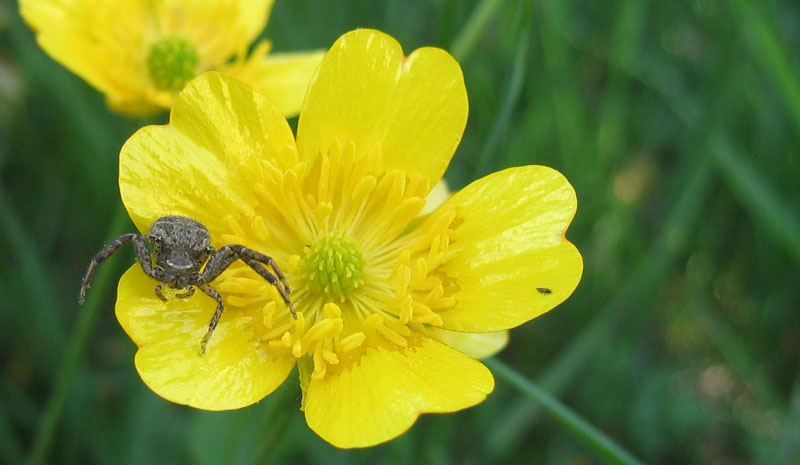 Xysticus sp.