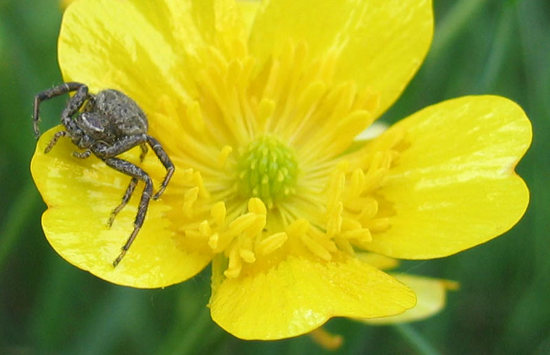Xysticus sp.
