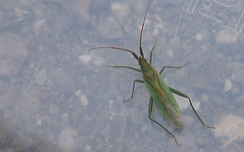 Miridae: Stenodema (Stenodema) laevigata del Trentino