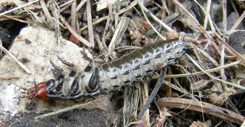 Larva di Carabus (Megodontus) germarii (Carabidae)