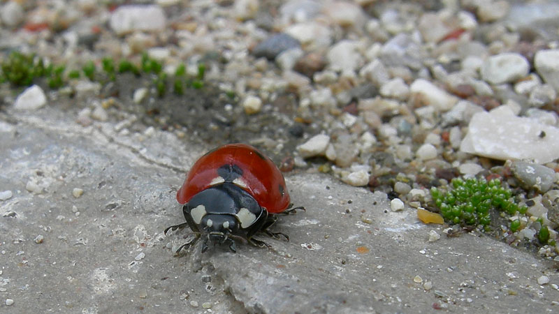 Coccinella septempunctata