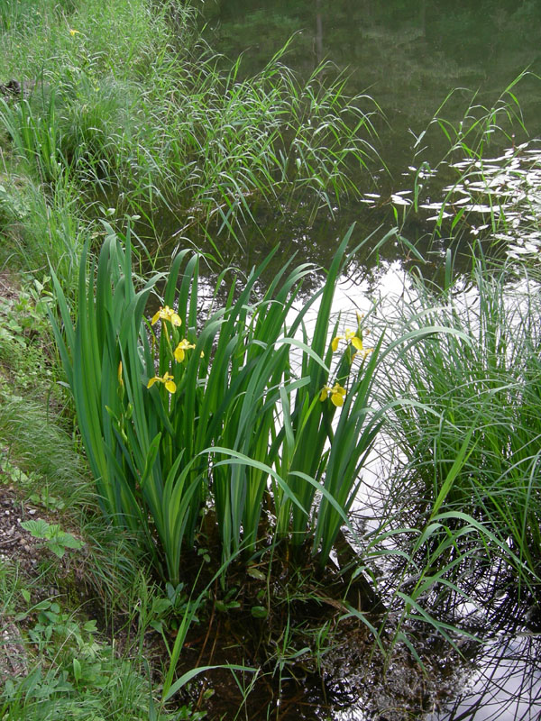 Iris pseudacorus