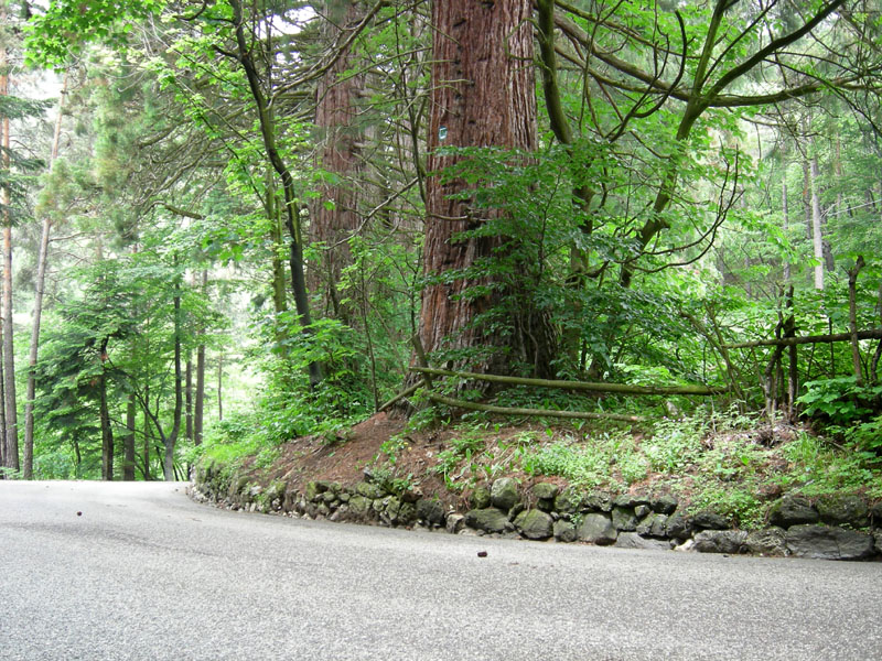 Alberi monumentali: 5 Sequoia (Favogna - BZ)