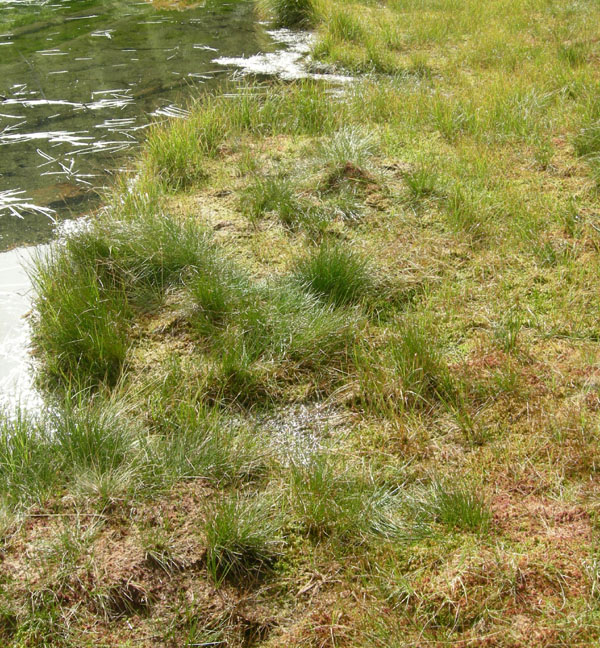 Ascocoryne turficola (Boud.) Korf