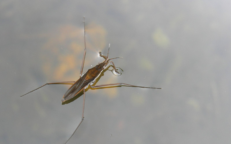 non so se è la sezione giusta.......Gerris costae costae