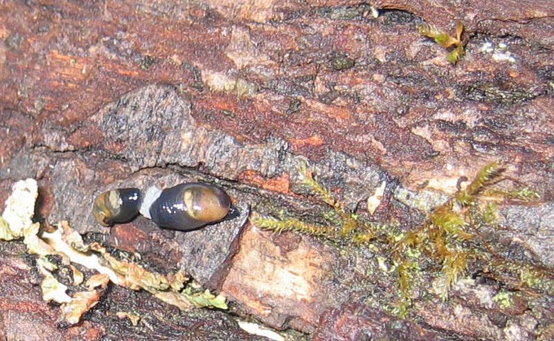 sar riuscito l''accoppiamento ?......Vitrinidae