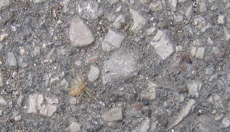 Philodromidae