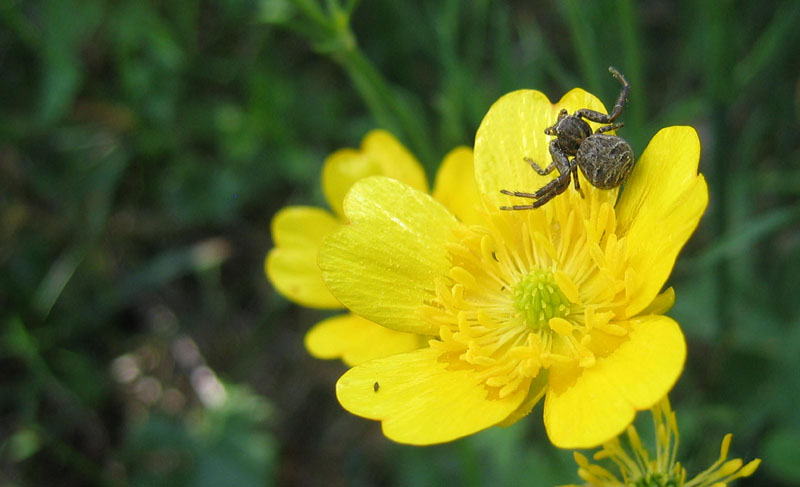 Xysticus sp.