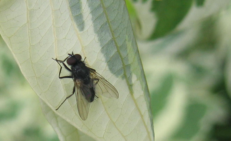 Hydrotaea dentipes (Muscidae)