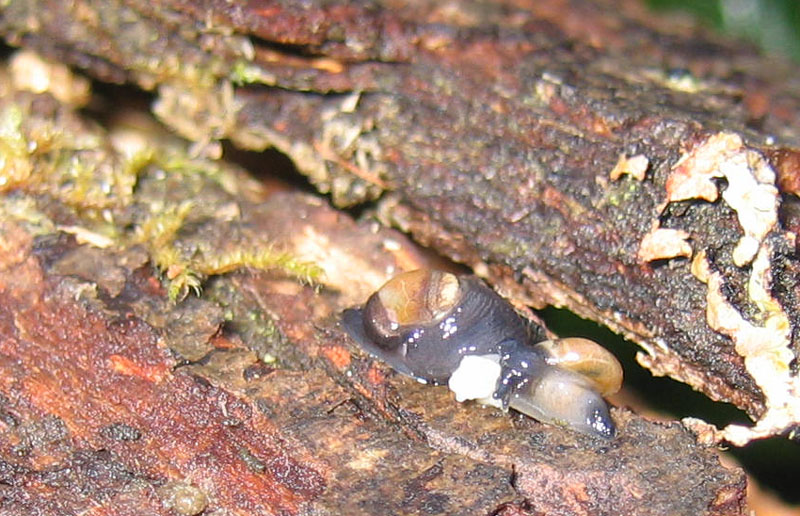 sar riuscito l''accoppiamento ?......Vitrinidae