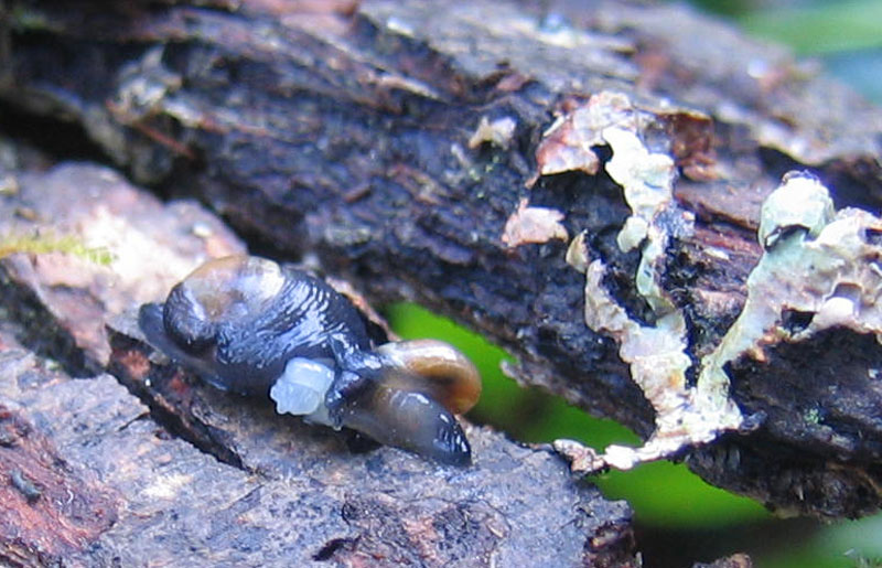 sar riuscito l''accoppiamento ?......Vitrinidae