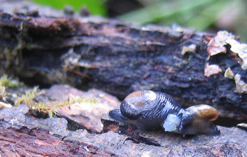 sar riuscito l''accoppiamento ?......Vitrinidae