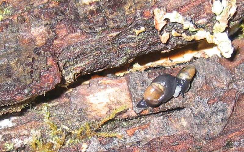 sar riuscito l''accoppiamento ?......Vitrinidae