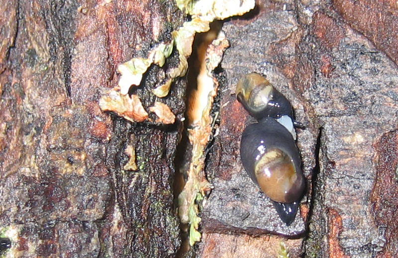 sar riuscito l''accoppiamento ?......Vitrinidae