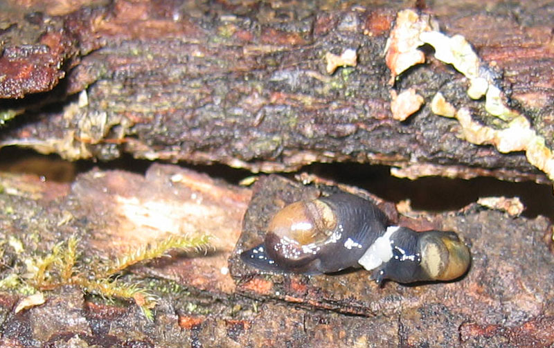 sar riuscito l''accoppiamento ?......Vitrinidae
