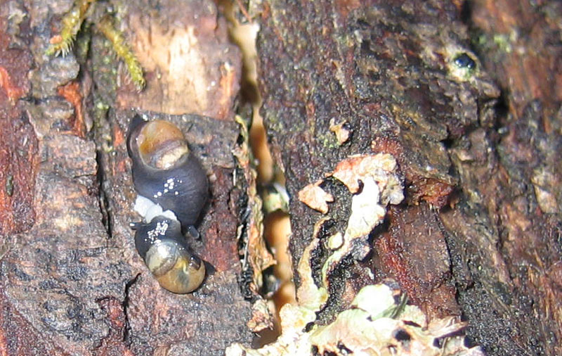 sar riuscito l''accoppiamento ?......Vitrinidae