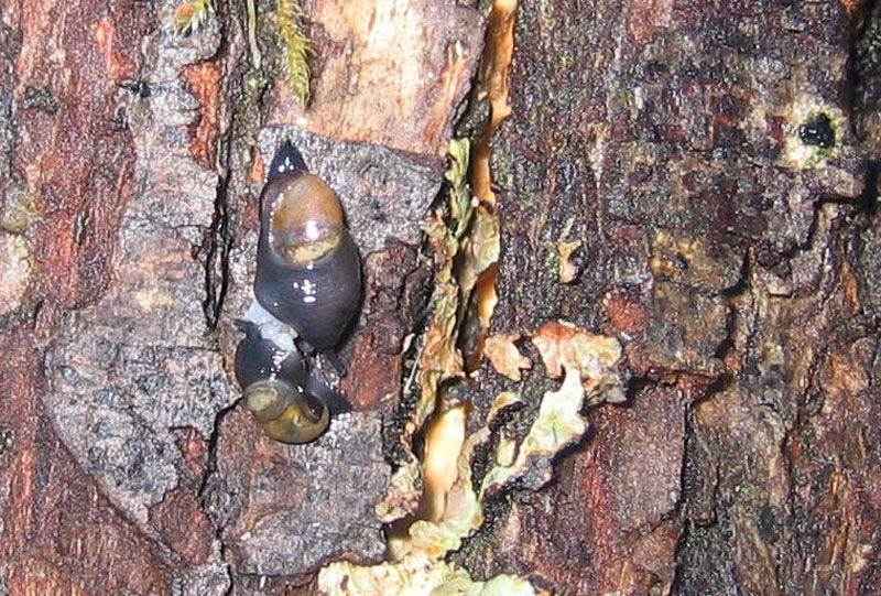 sar riuscito l''accoppiamento ?......Vitrinidae