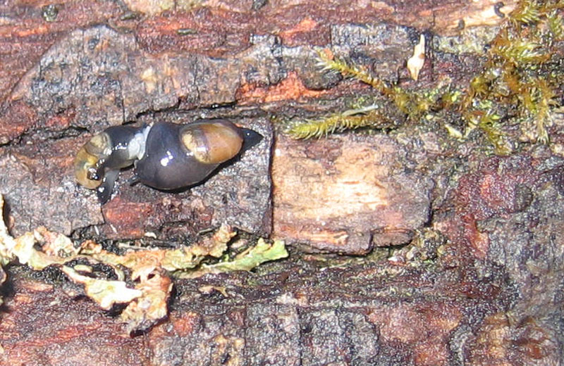 sar riuscito l''accoppiamento ?......Vitrinidae