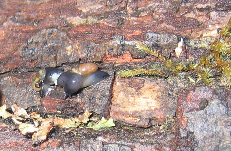 sar riuscito l''accoppiamento ?......Vitrinidae