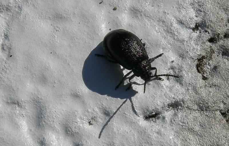 da determinare.....: Galeruca tanaceti, femmina (Chrysomelidae)